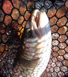 Caddisfly Larva