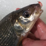 Simcoe Bug - Natural Series