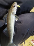 Simcoe Bug - FL Series
