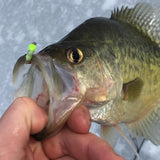 Simcoe Bug - FL Series