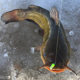 Simcoe Bug - FL Series