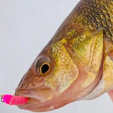 Simcoe Bug - FL Series