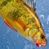 Simcoe Bug - FL Series
