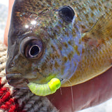 Simcoe Bug - FL Series