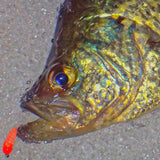 Simcoe Bug - FL Series