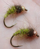 Caddisfly Larva
