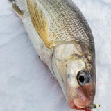 Simcoe Bug - Natural Series