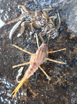 Stonefly Nymph