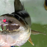 Simcoe Bug - Black Ice Series