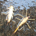 Stonefly Nymph