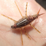 Stonefly Nymph