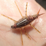 Stonefly Nymph