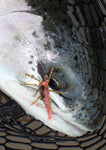 Stonefly Nymph