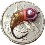.Simcoe Bug - Holographic
