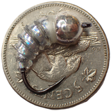 .Simcoe Bug - Holographic